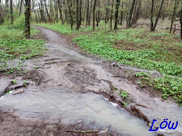 14.4.2023 -  Überschwemmung im Wald